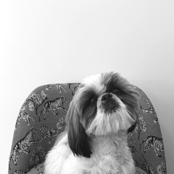 Profile image for Otis